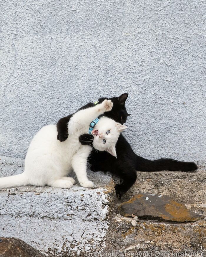 Gatos juguetones en interacción divertida sobre escaleras de piedra junto a pared rugosa en fotografía creativa.
