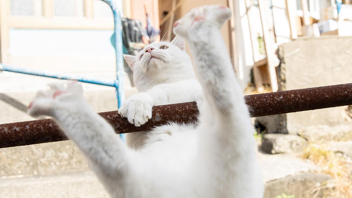 Gato blanco mostrando su lado juguetu00f3n y peculiar mientras se cuelga de una barra oxidada al aire libre.