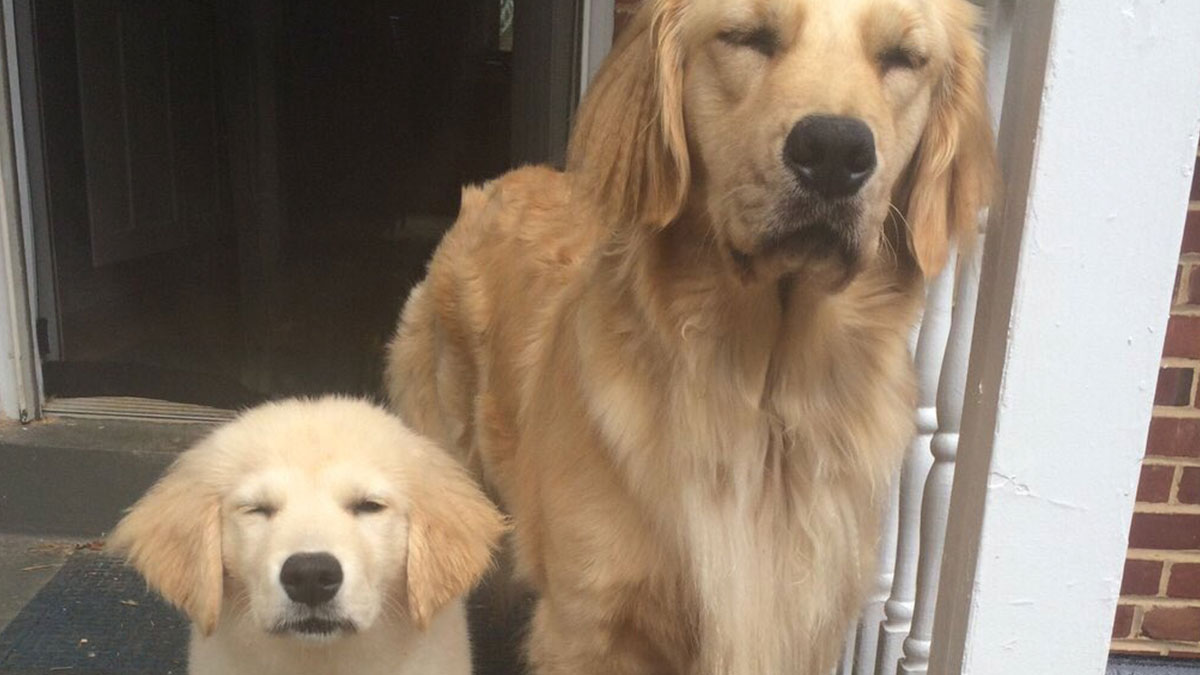 Perros adorables con expresiu00f3n sonriente posando juntos en la entrada de una casa, memes de perros tiernos.