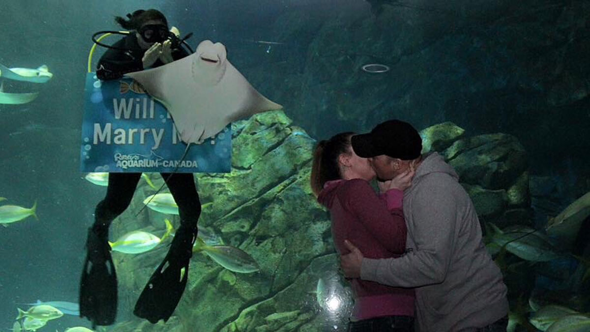 Pareja besu00e1ndose frente a un acuario mientras un buzo con mantarraya causa un cameo inesperado y divertido.