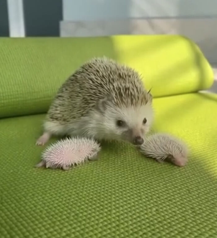 Erizo adulto con crías en sofá verde, imagen tierna para restaurar el balance visual y brindar eye bleach.