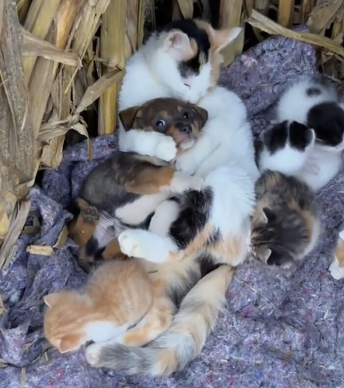 Gato abrazando cachorro y varios gatitos, imagen tierna ideal para eye bleach y restaurar el equilibrio visual.