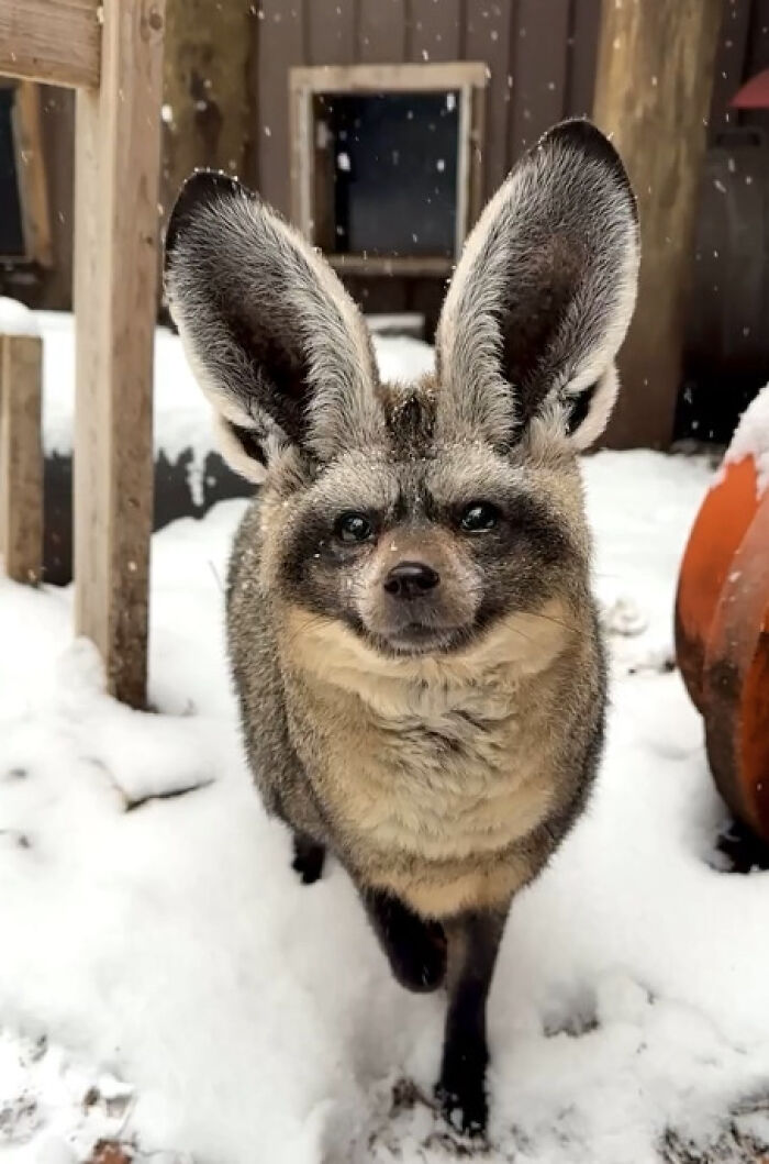Animal extraño de orejas grandes en la nieve, una imagen curiosa para aliviar y restaurar el equilibrio visual.