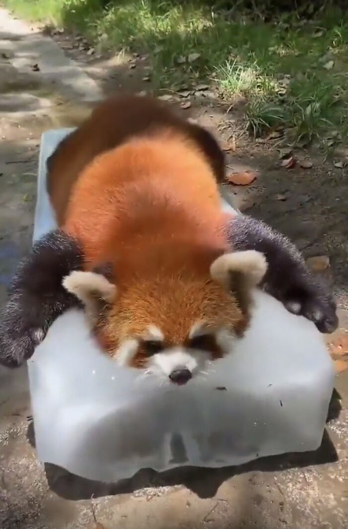 Panda rojo descansando sobre un bloque de hielo para refrescarse, foto perfecta para "eye bleach" y restaurar el ánimo.