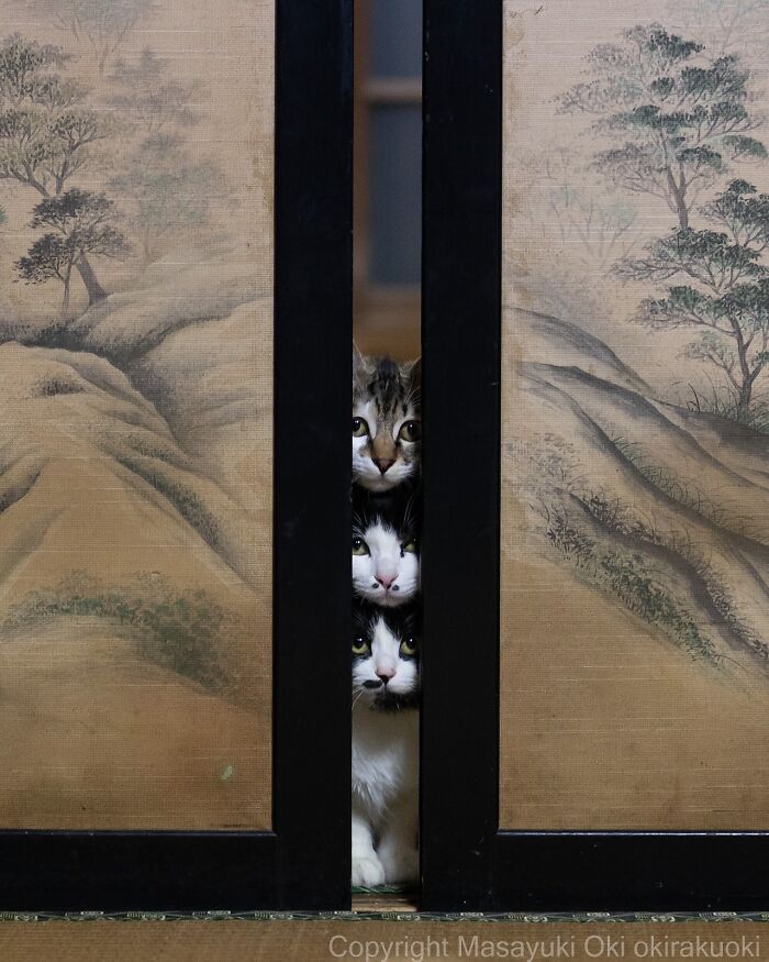 Gatos curiosos asomándose por una puerta japonesa, mostrando el lado juguetón y peculiar de los gatos en fotografía artística.