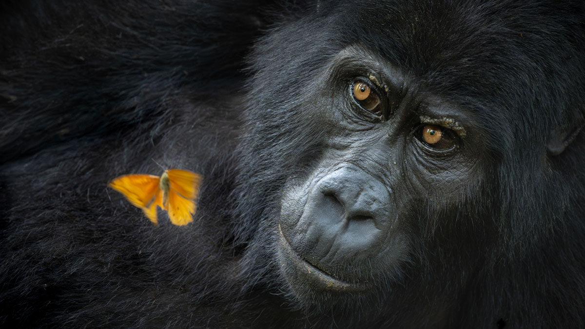 Gorila con mirada profunda y mariposa naranja en su pelaje, imagen ganadora del fotu00f3grafo de naturaleza 2025.