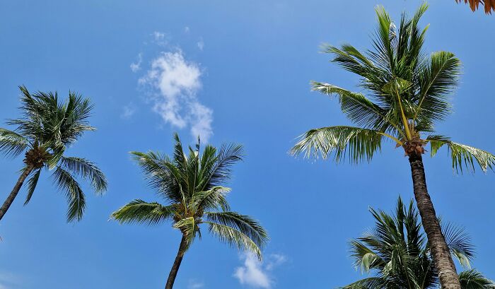 Palmeras altas bajo un cielo azul claro, representando momentos de personas que decidieron vengarse de sus ex parejas.