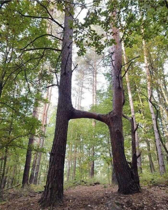 Árboles en un bosque con una forma inusual que parece una letra H, demostrando lo extraño del mundo natural.