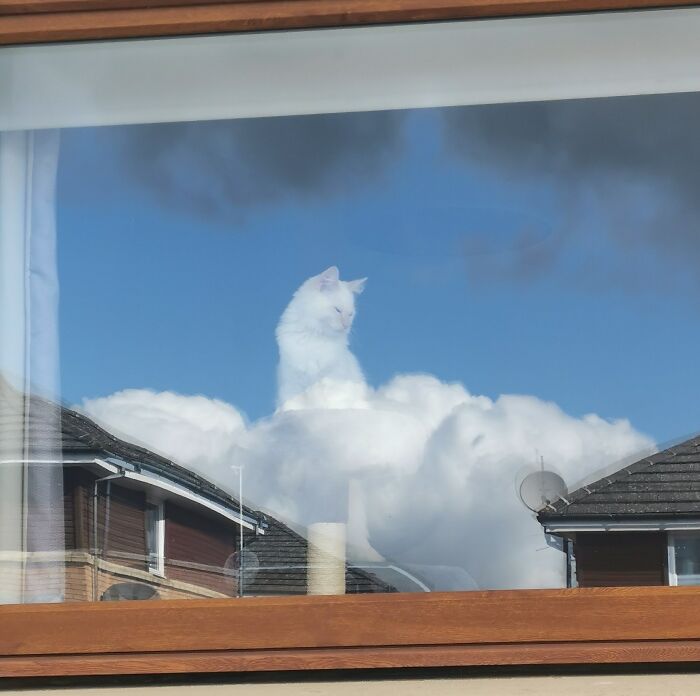 Gato blanco que parece una nube en el cielo reflejado en la ventana con humor increíble y divertido.