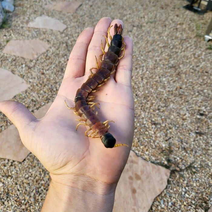 Centíp**o grande en mano humana mostrando manifestaciones de karma instantáneo satisfactorias en la naturaleza.