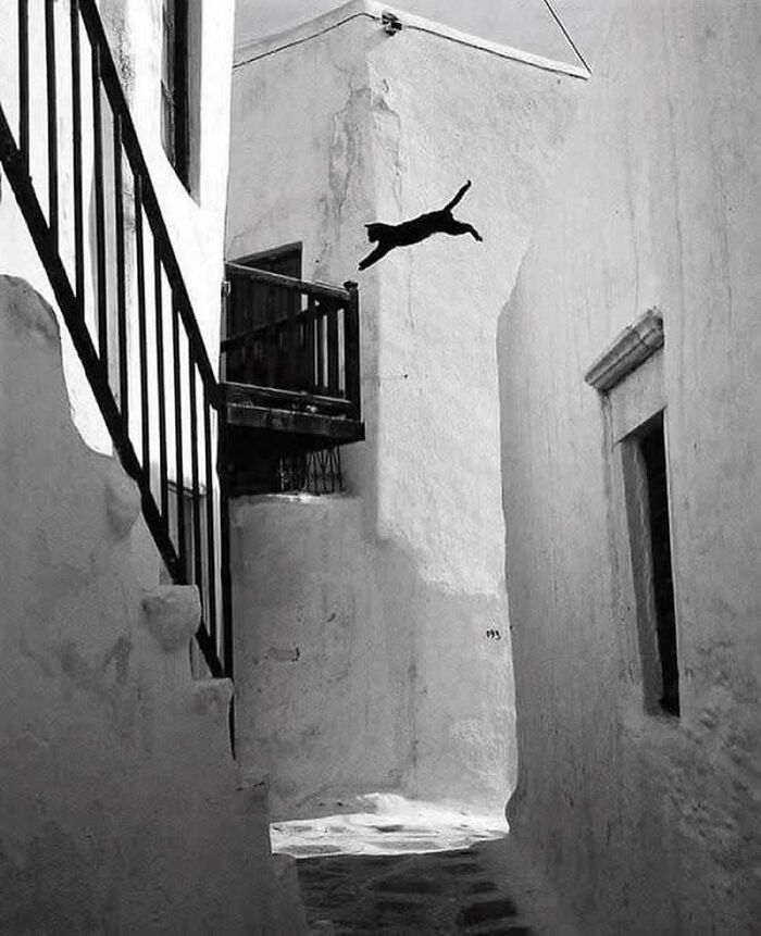 Gato en pleno salto entre edificios blancos, foto divertida y conmovedora que muestra animales en movimiento.