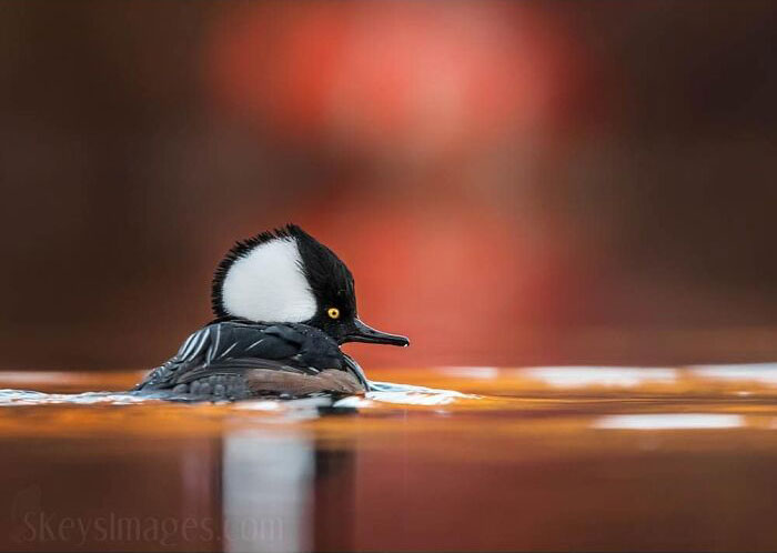 Pato con plumaje blanco y negro nadando en agua con reflejos cálidos en una foto de animales tiernos y divertidos.