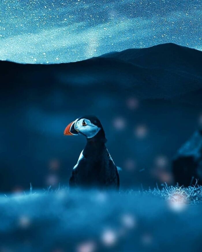 Pájaro frailecillo en paisaje nocturno brillante, una de las fotos de animales tiernas y divertidas que alegran el día.