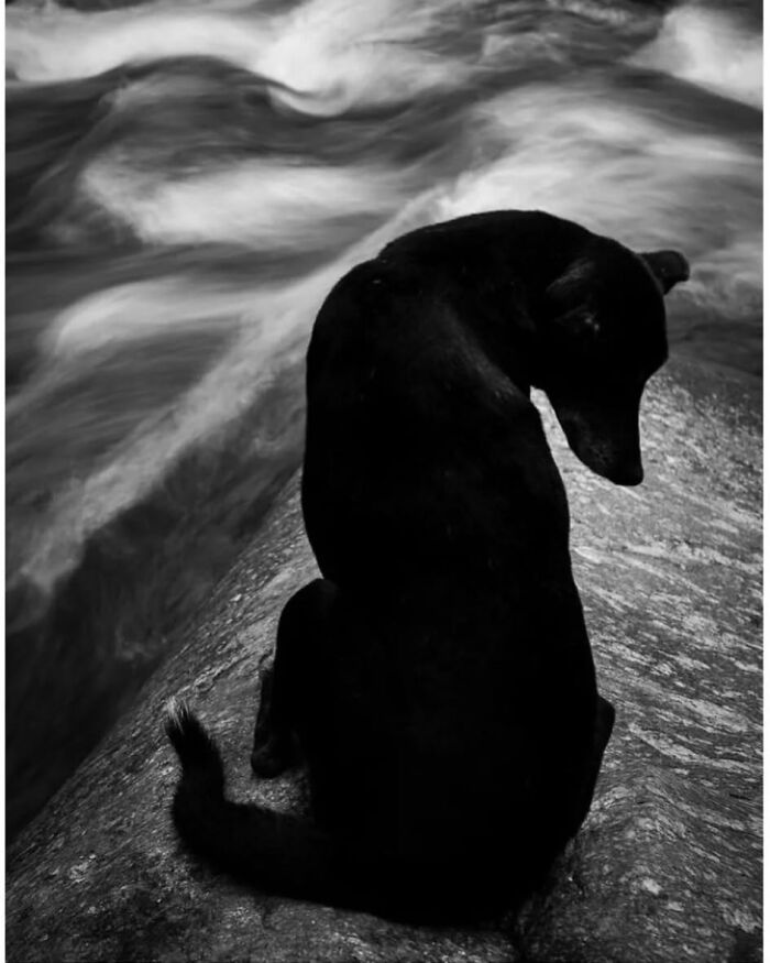 Perro negro sentado junto a un río, imagen emotiva y tierna que representa fotos de animales conmovedoras y divertidas.