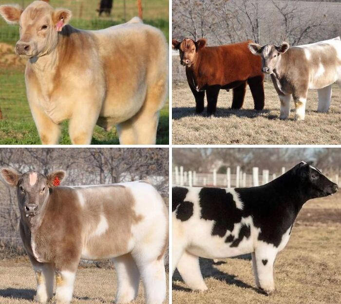 Cuatro terneros de diferentes colores en un campo, mostrando descubrimientos interesantes sobre animales en imágenes nuevas.