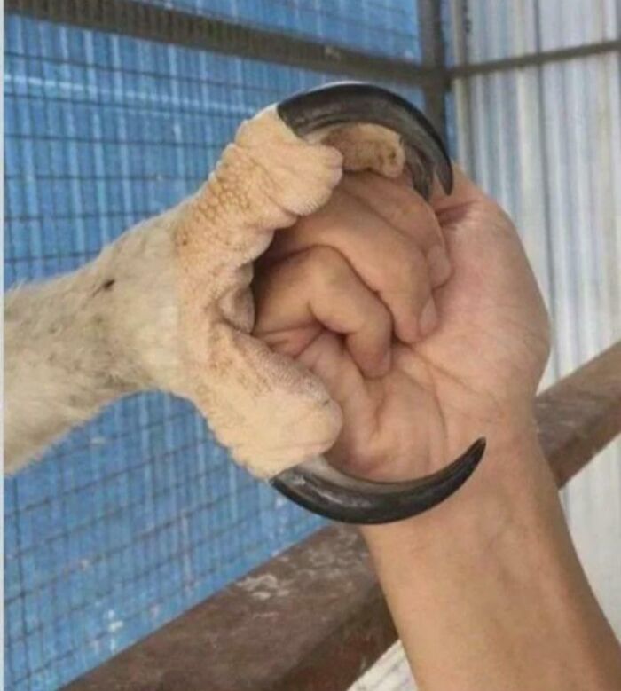 Mano humana y garra de animal entrelazadas mostrando una de las cosas interesantes que la gente ha descubierto.