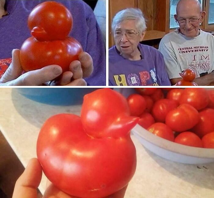 Tomate con forma curiosa de pato, una de las cosas interesantes que la gente descubrió y compartió recientemente.