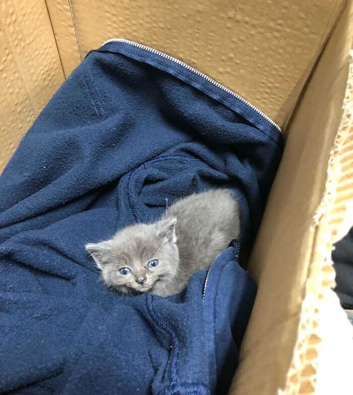 Gatito pequeño en caja de cartón sobre una manta azul, en situación que pudo ser motivo de vergüenza en línea.