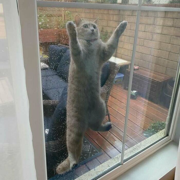 Gato divertido trepando ventana con expresión cómica, imagen del humor asombroso diario que muestra momentos graciosos inesperados.