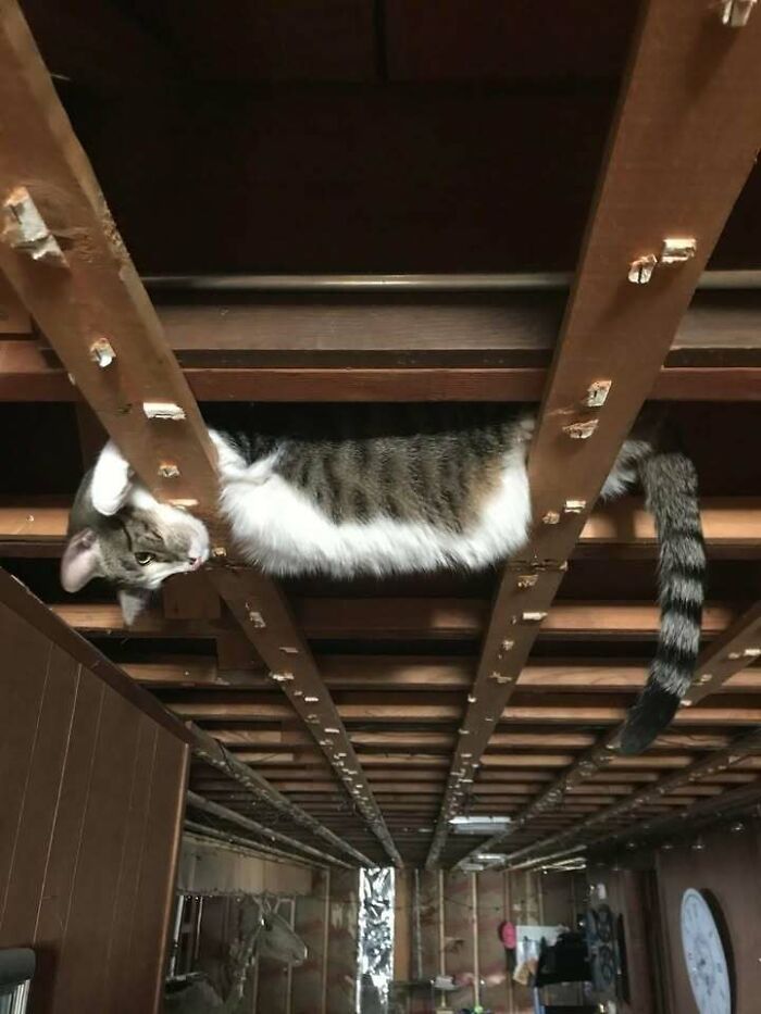 Gato acostado cómicamente entre las vigas de madera mostrando humor increíble en una casa.