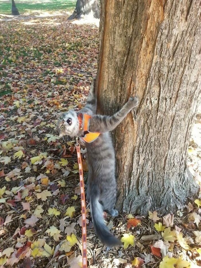 Gato con arnés y correa trepando árbol en parque lleno de hojas otoñales, imagen de humor divertido diario.