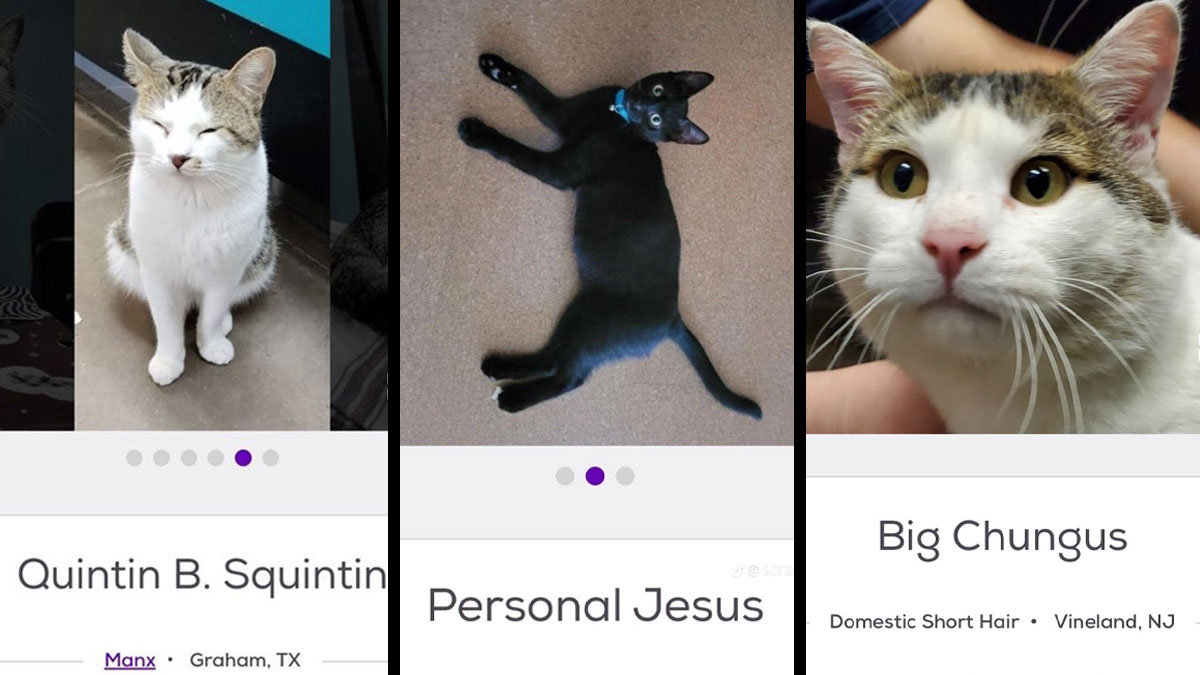 Tres gatos con nombres originales que merecen un premio, ejemplos de nombres de mascotas creativos y divertidos.