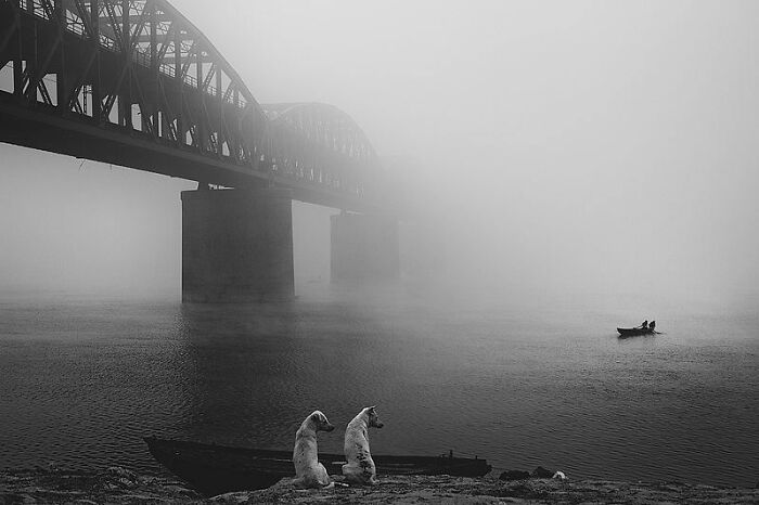 Dos perros sentados junto a un río bajo un puente en la niebla, mostrando fotos de animales conmovedoras y divertidas.