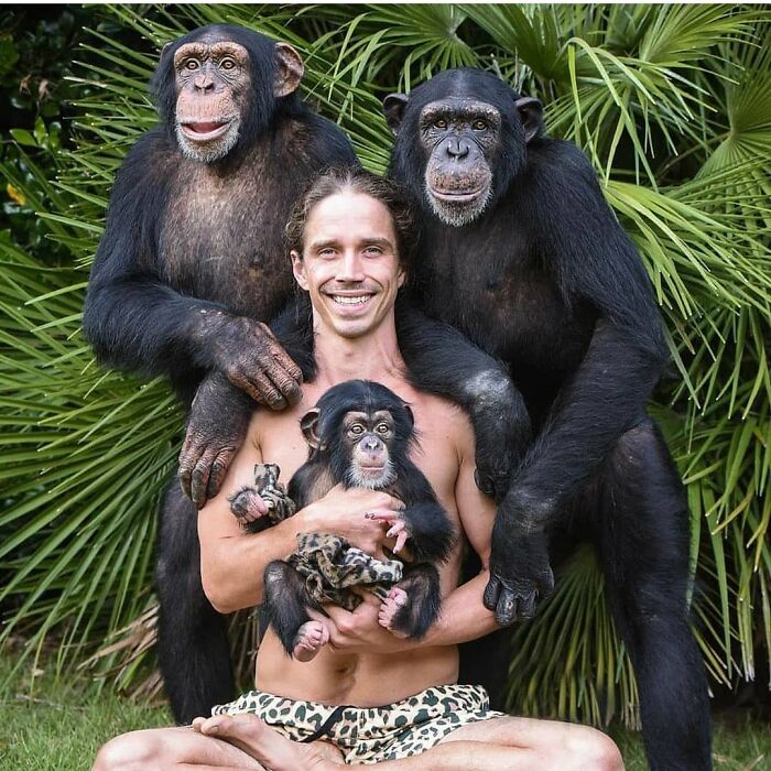 Hombre sonriente con tres chimpancés en ambiente natural, foto divertida y conmovedora de animales.