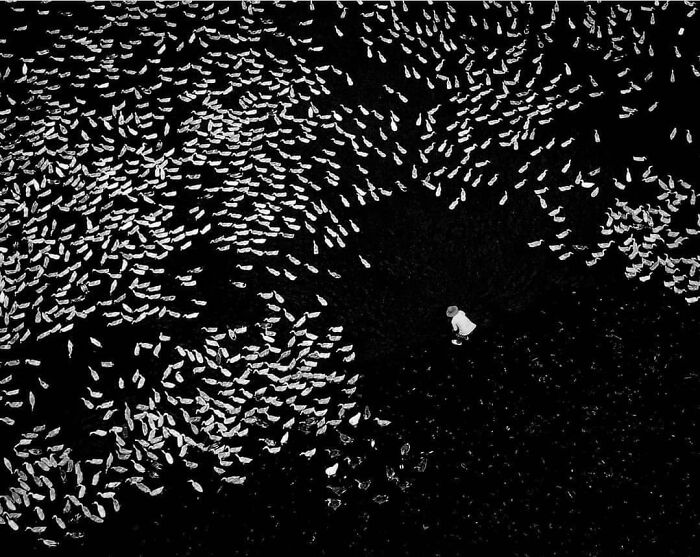 Persona en campo oscuro rodeada por fotos de animales encantadores y divertidos que alegran el día.