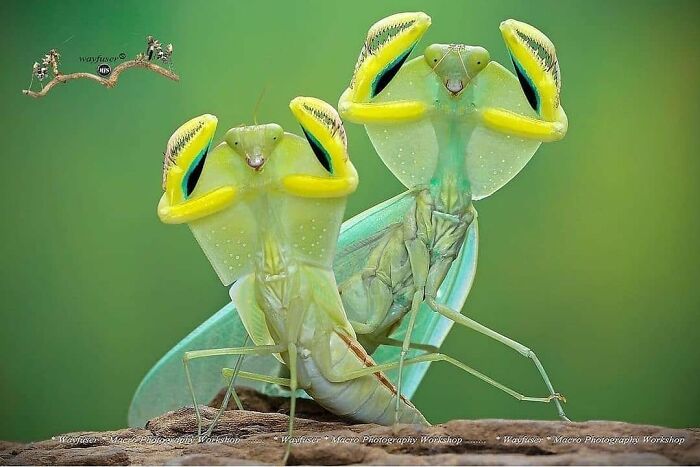 Dos mantis religiosas con colores brillantes en una foto divertida y conmovedora de animales que alegran el día.