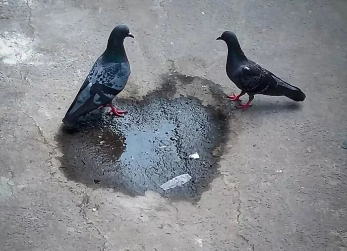 Dos palomas junto a un charco con forma de corazón en el suelo, foto tierna y divertida de animales.