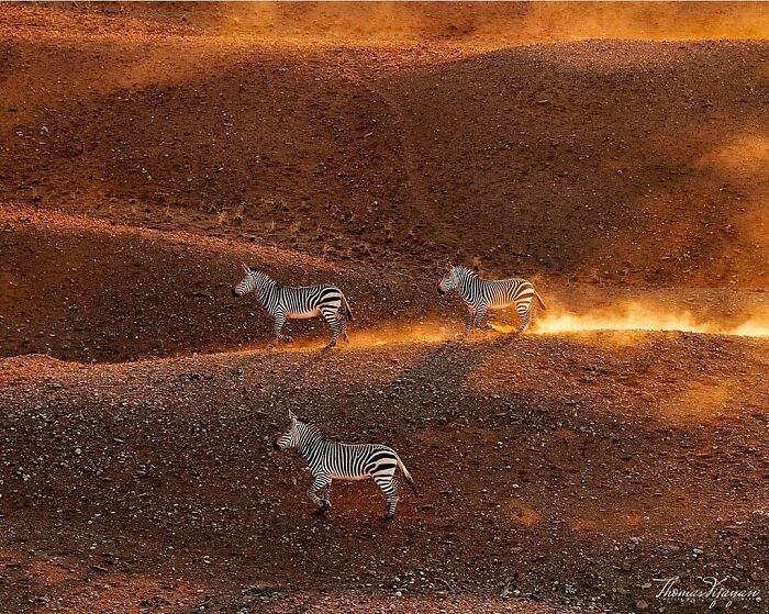 Cebras en paisaje árido al atardecer, una foto de animales conmovedora y divertida para mejorar tu día.