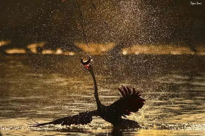 Pájaro bañándose con gotas de agua iluminadas al atardecer en una foto tierna y divertida de animales.