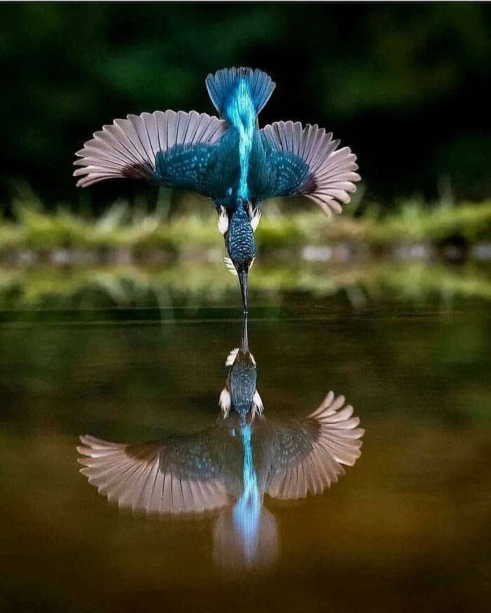 Pájaro azul zambulléndose en el agua con reflejo perfecto en fotos de animales conmovedoras y divertidas.