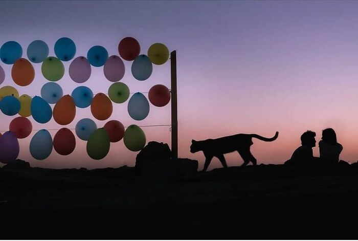 Fotos divertidas y conmovedoras de animales con globos al atardecer que iluminan el día y alegran instantáneamente.