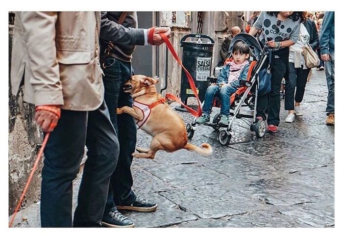 Perro sonriente saltando entre personas en la calle, foto divertida de animales que alegran el día.