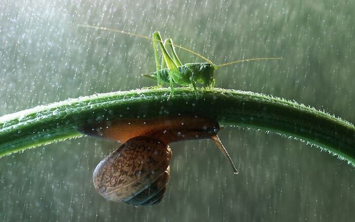 Grillo verde sobre una hoja y caracol colgando bajo la lluvia en una foto de animales tiernos y divertidos.