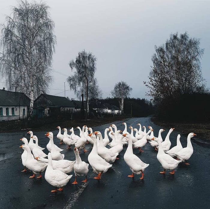 Manada de animales divertidos y tiernos, patos blancos cruzando una carretera en un día gris.