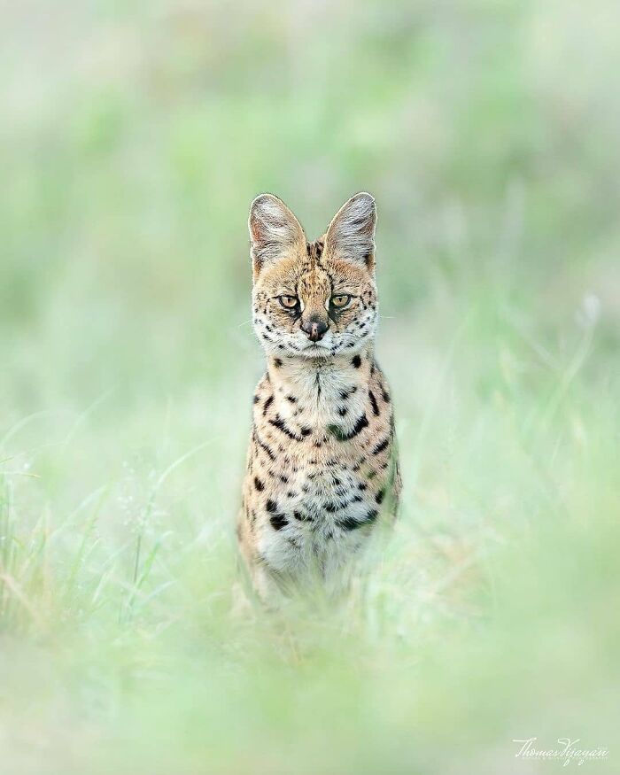 Gato serval en hierba verde, una foto de animales conmovedora y divertida que puede alegrar tu día al instante.