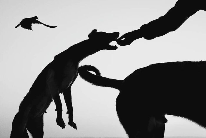 Fotos divertidas y tiernas de animales en silueta, mostrando interacción entre perro, mano humana y ave volando.