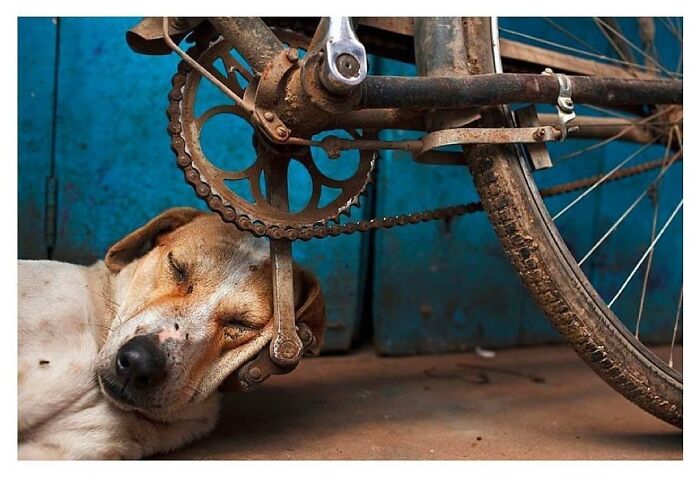 Perro dormido plácidamente junto a una bicicleta vieja, foto de animal tierna que podría alegrar tu día.