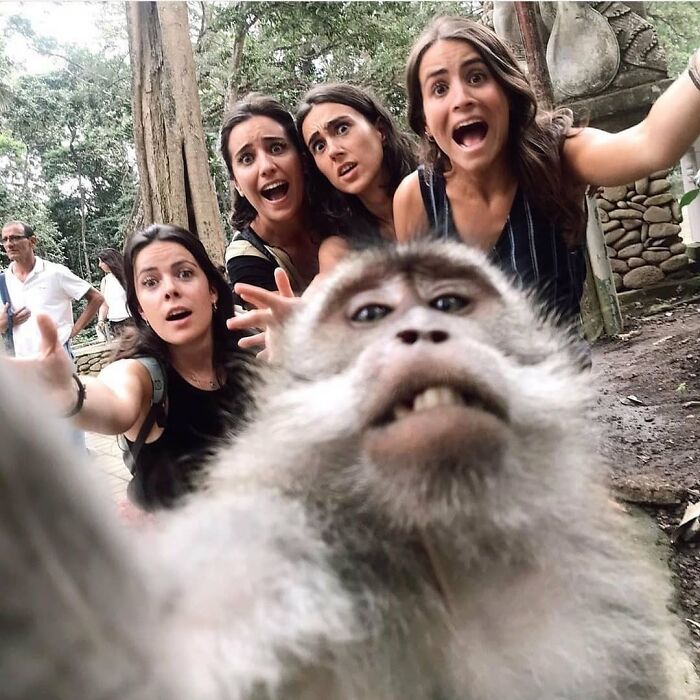 Mono tomando una selfie divertida con mujeres sorprendidas, mostrando fotos de animales graciosos y conmovedores.