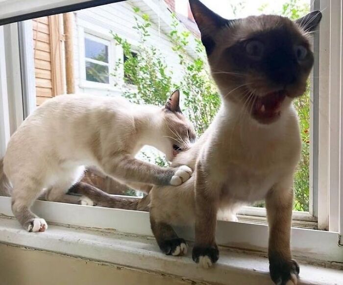 Dos gatos en la ventana en una escena divertida y sorprendente que captura humor asombroso diario.