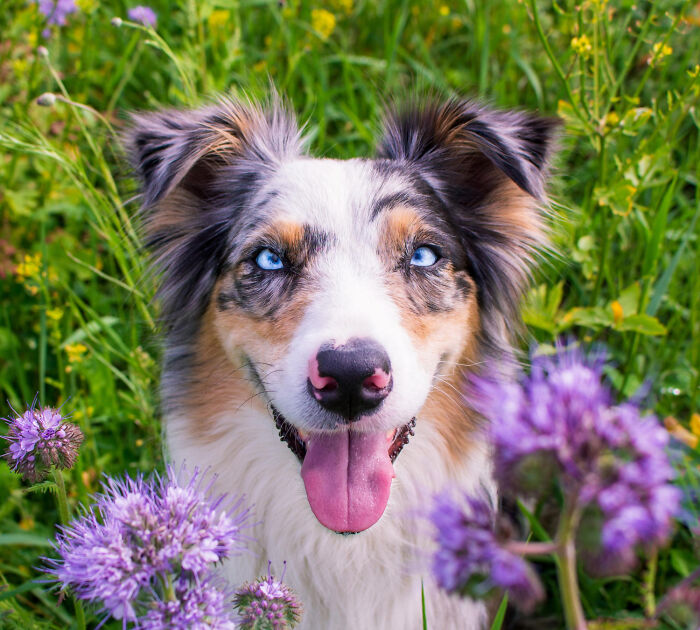 Perro feliz con ojos azules en un campo de flores moradas, representando momentos de indiferencia y dejar problemas atrás.