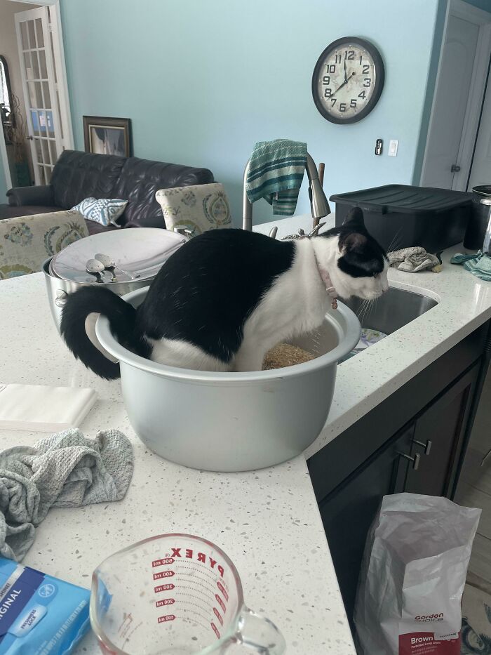 Gato sentado en olla con arroz en cocina, imagen representando personas que tuvieron un día peor que tú en Anything Gone Wrong.