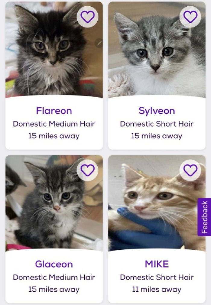 Cuatro gatos adorables con nombres creativos en plataforma de adopción de mascotas cerca de ti.