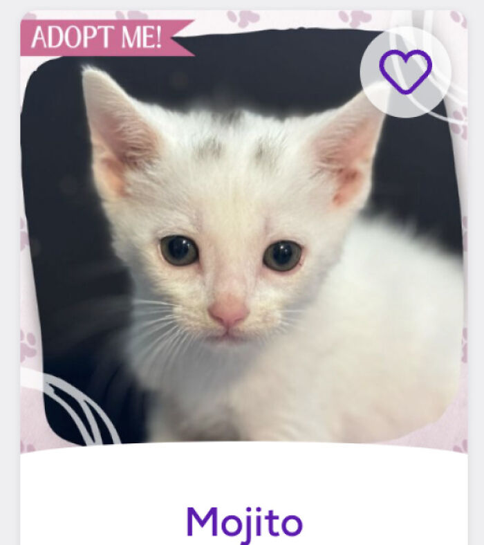 Gatito blanco adorable con ojos grandes, imagen destacada de mascotas con nombres originales y creativos para adoptar.