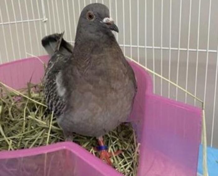 Paloma en jaula con nombre creativo, ejemplo de mascotas con nombres geniales que merecen premios por su originalidad.