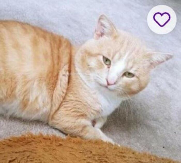 Gato naranja descansando sobre una alfombra, mostrando nombres creativos de mascotas que merecen reconocimiento.