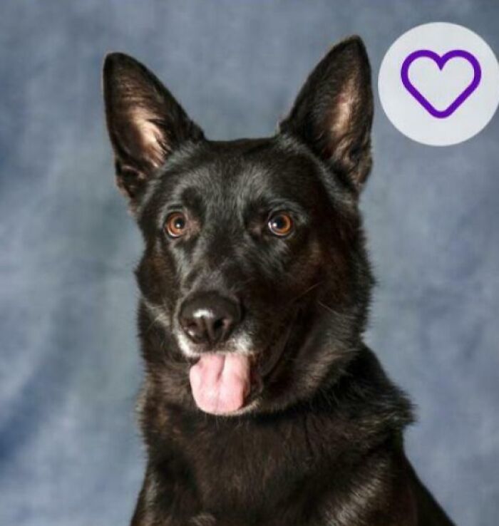 Perro negro con lengua afuera en fondo gris, ejemplo de mascotas con nombres increíbles que merecen reconocimiento.